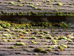 Moss Growth on a roof