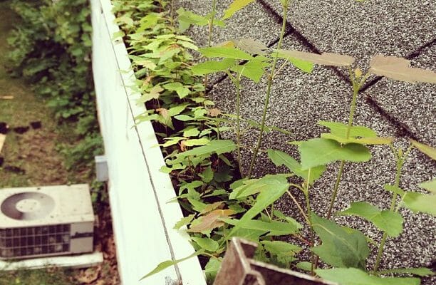 What Are The Biggest Risks If I Do Not Have My Gutters Cleaned?